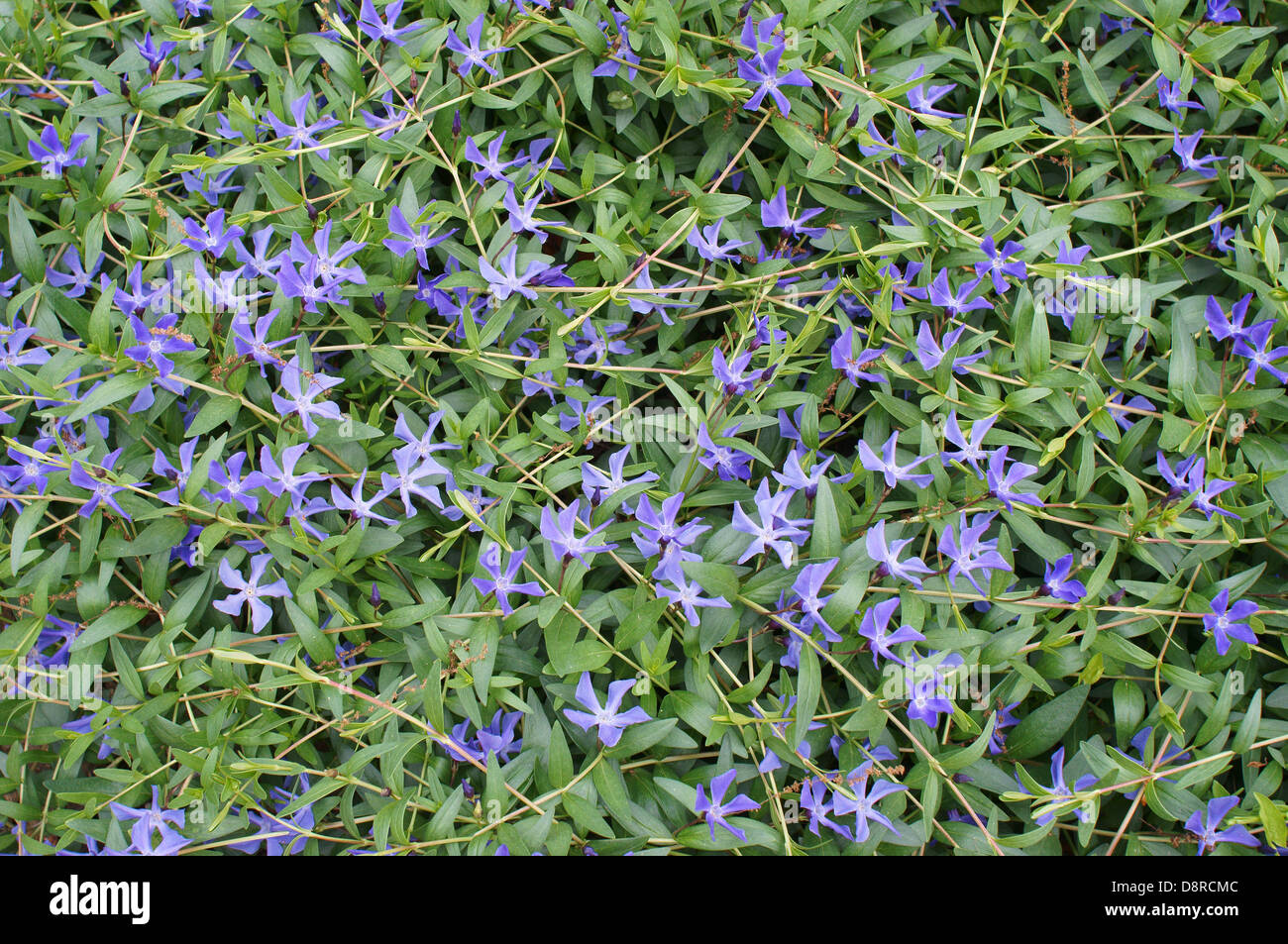 Herbaceous periwinkle blue blossom Vinca herbacea Stock Photo