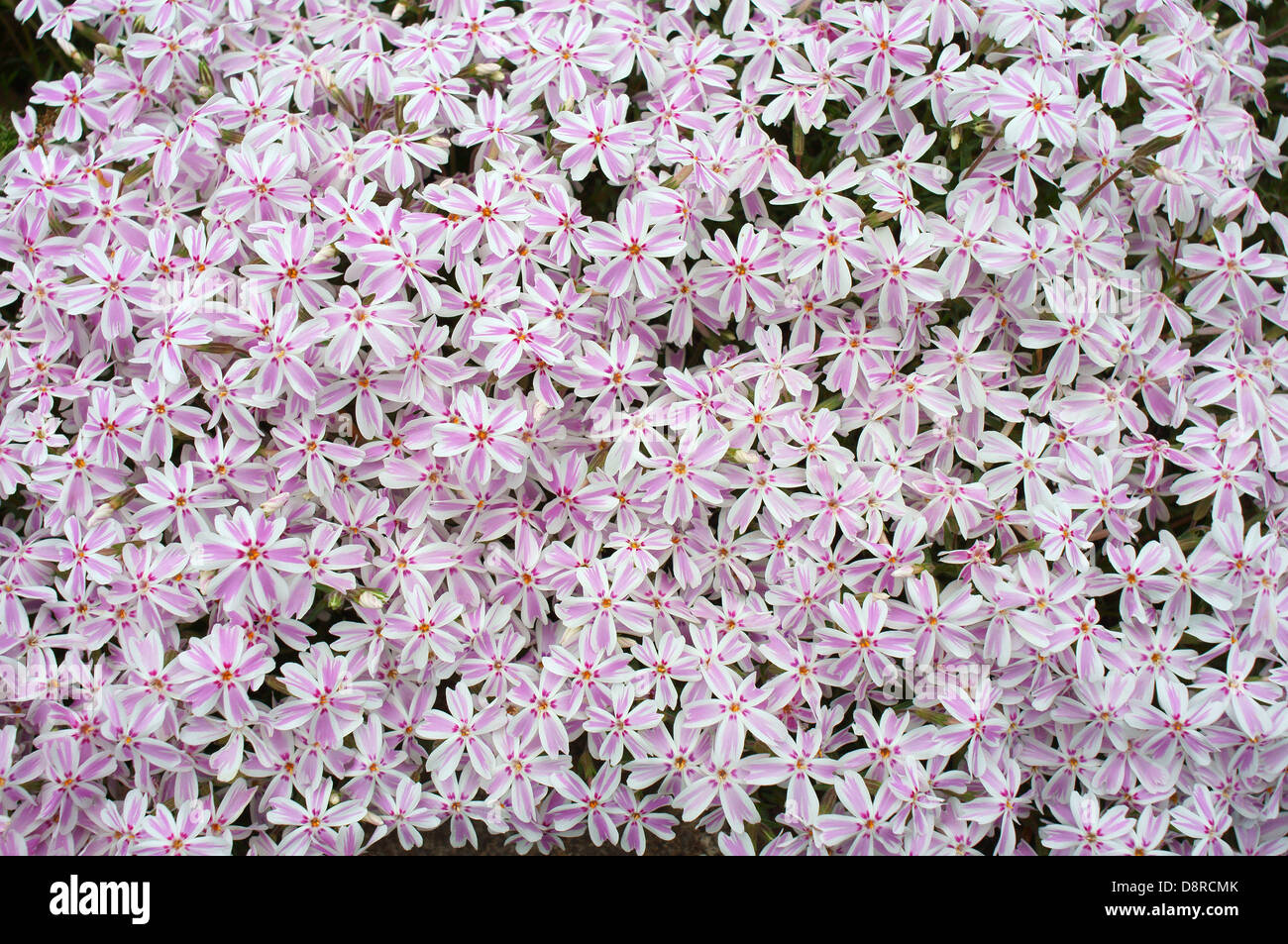 Pink phlox blossom Phlox subulata Stock Photo - Alamy