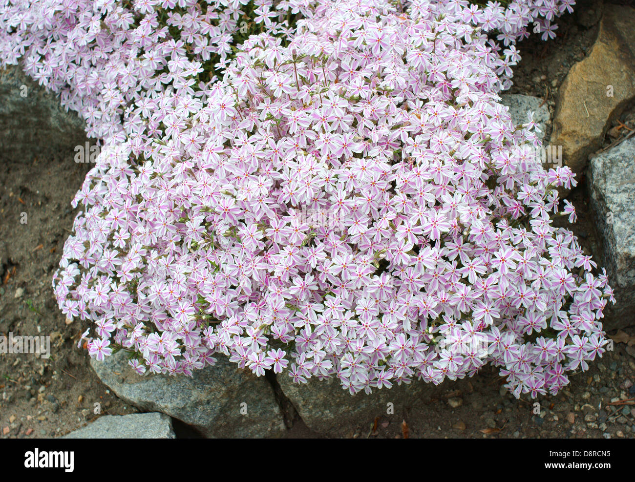 Pink phlox blossom Phlox subulata Stock Photo - Alamy