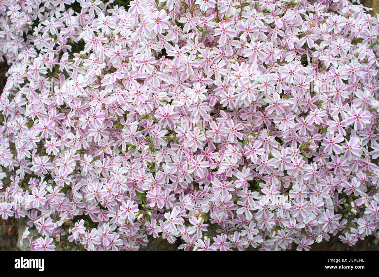 Pink phlox blossom Phlox subulata Stock Photo - Alamy