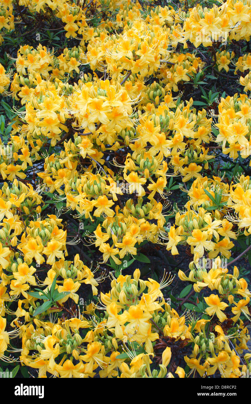 Rhododendron luteum flowers fragrant azalea Stock Photo