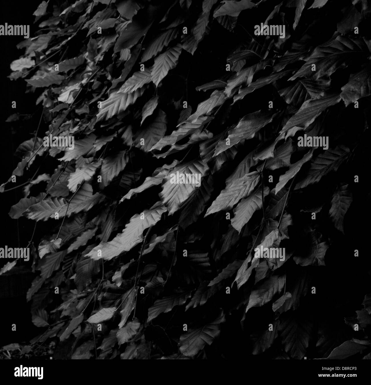Beech leaves in Black and White Stock Photo - Alamy