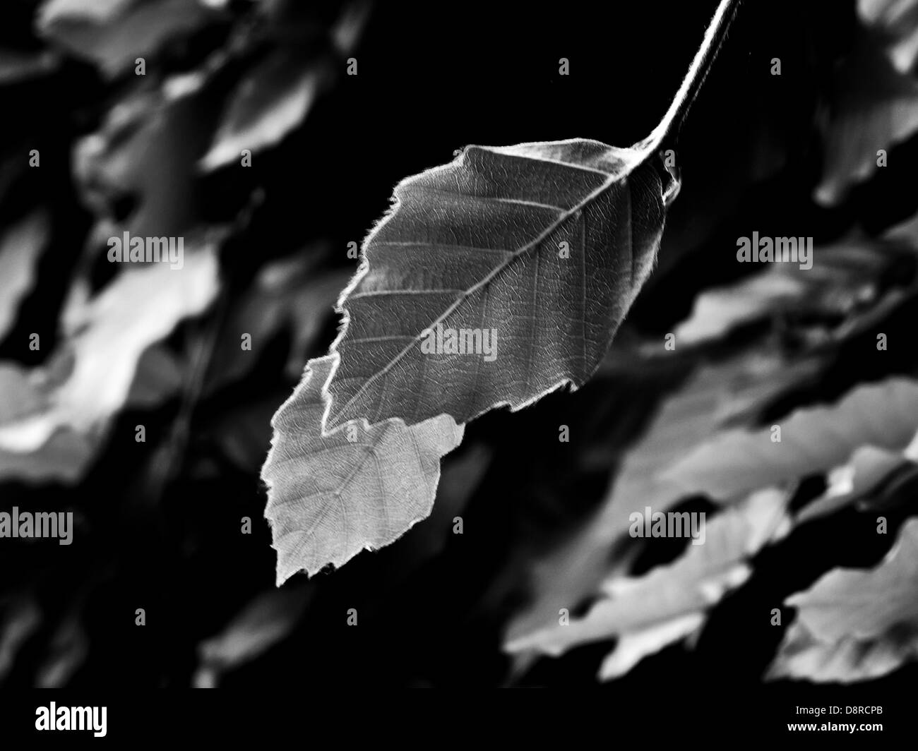 Beech leaves in Black and White Stock Photo - Alamy