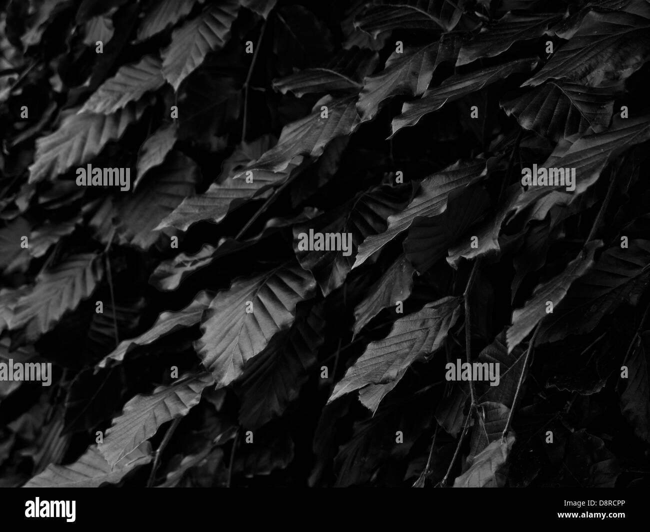Beech leaves in Black and White Stock Photo - Alamy