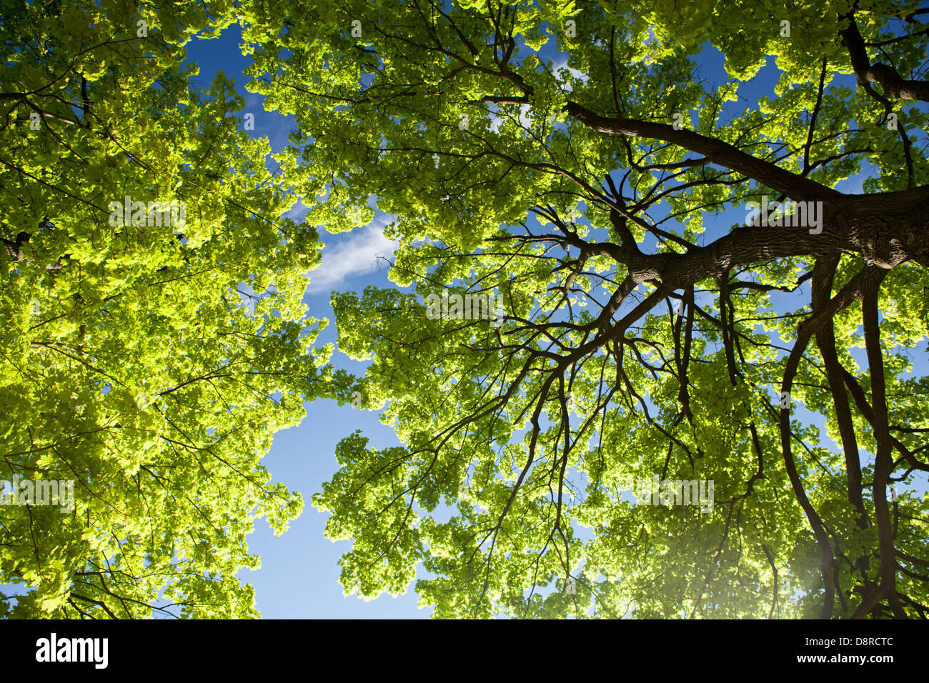 Treetops in front of a blue sky with luminous leaves Stock Photo - Alamy