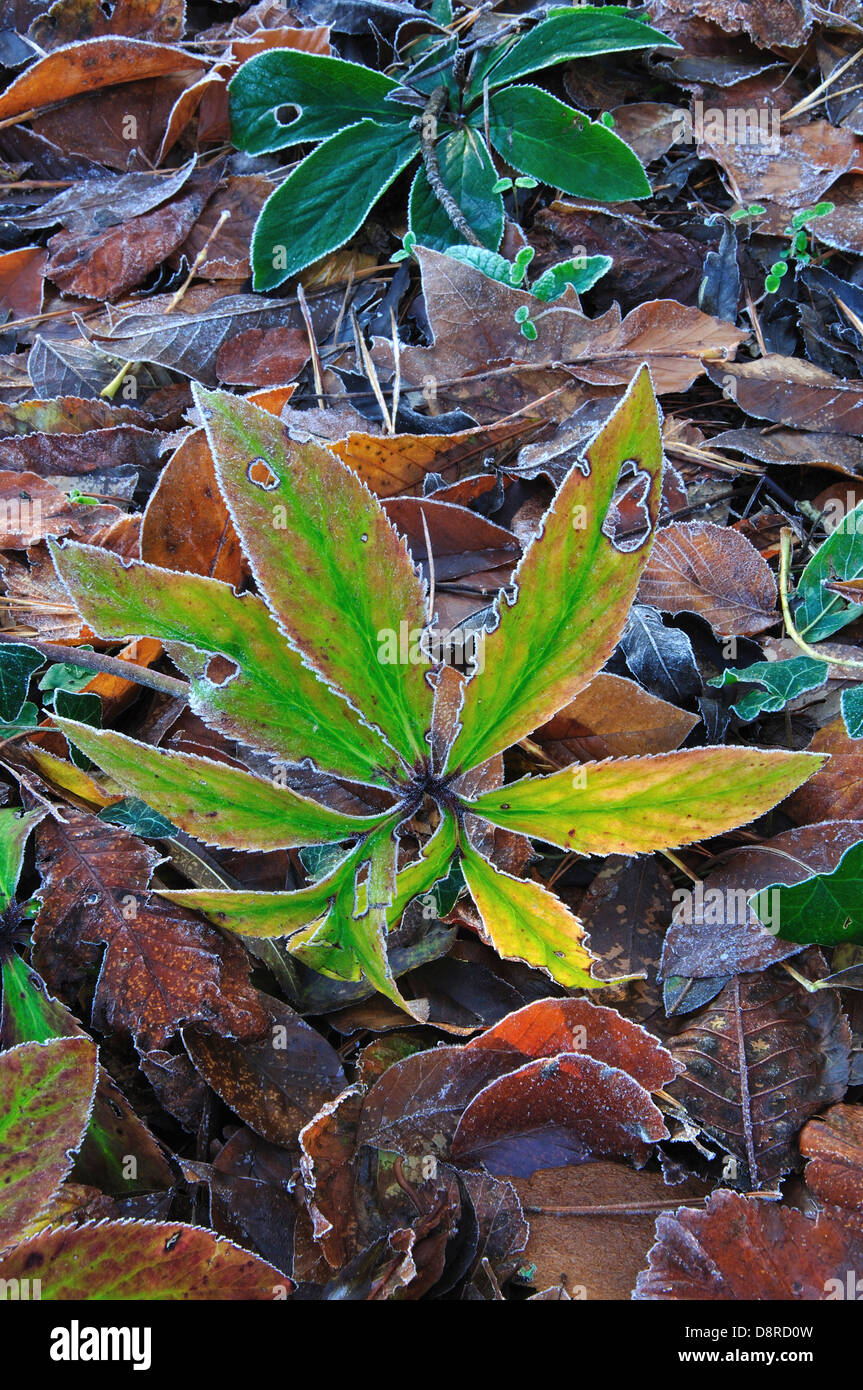Frosted leaf litter in the autumn Stock Photo