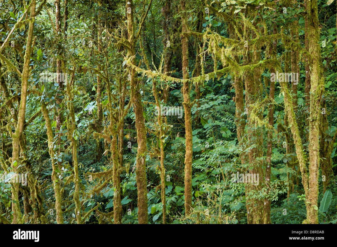 Cloudforest in La Amistad National Park, Chiriqui province, Republic of Panama. Stock Photo