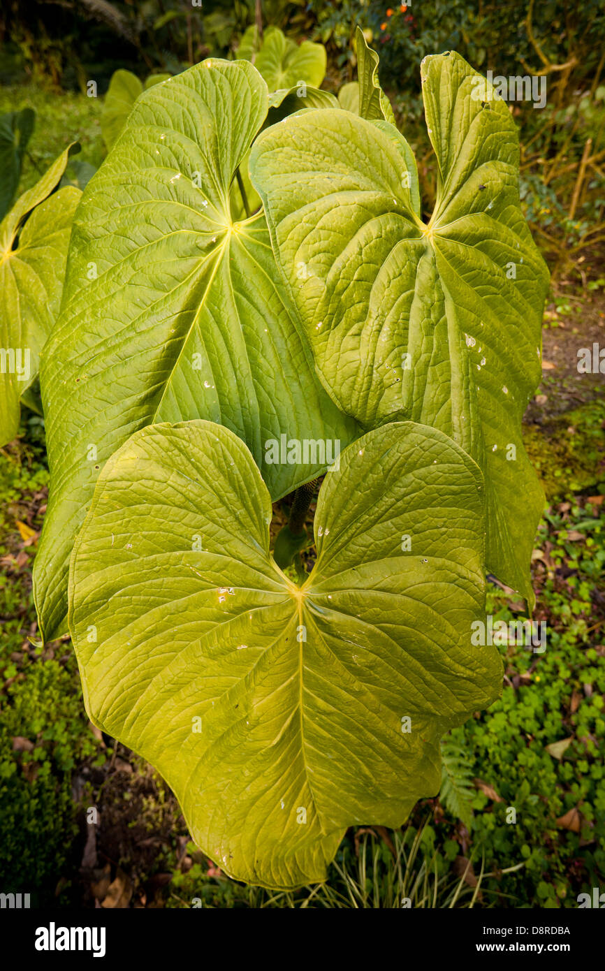 Big leaves near Finca Dracula Orchid Farm, Cerro Punta, Chiriqui province, Republic of Panama. Stock Photo