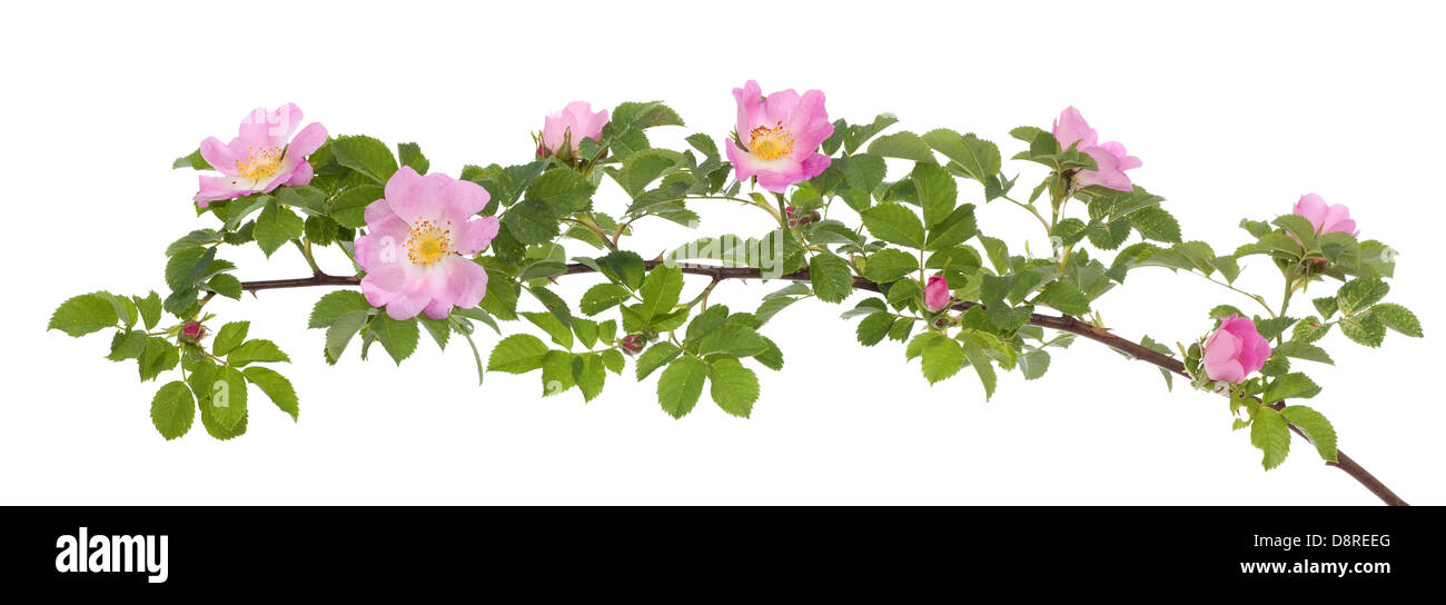 branch briar rose with developed pink flower Stock Photo
