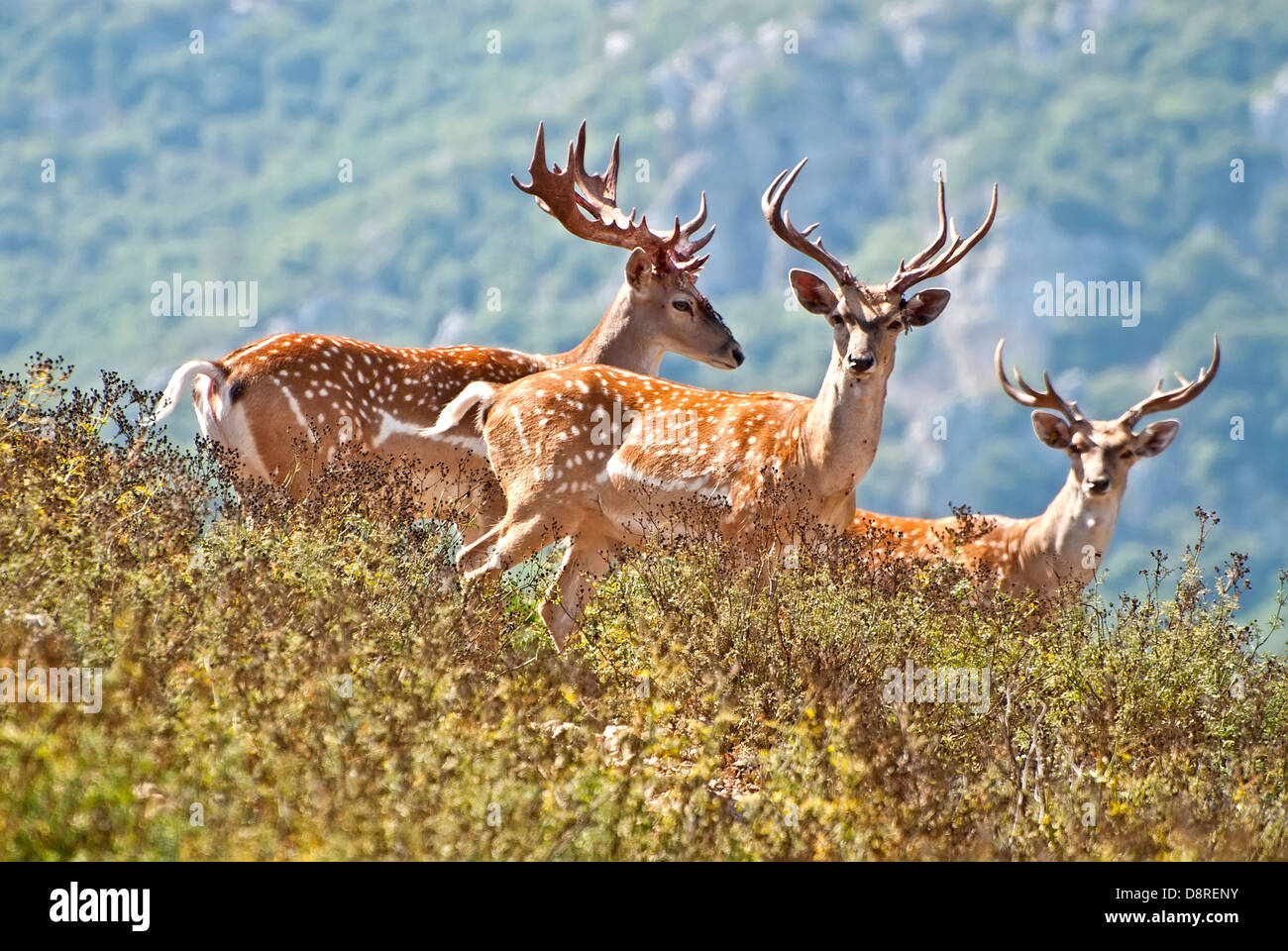 Persian Fallow Deer, Dama dama mesopotamica Stock Photo Alamy