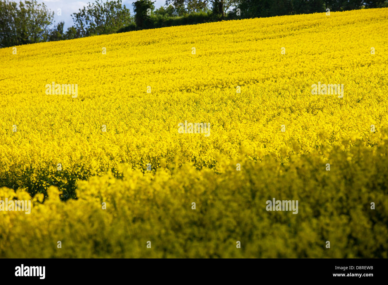 Bright yellow of oil seed rape Stock Photo - Alamy