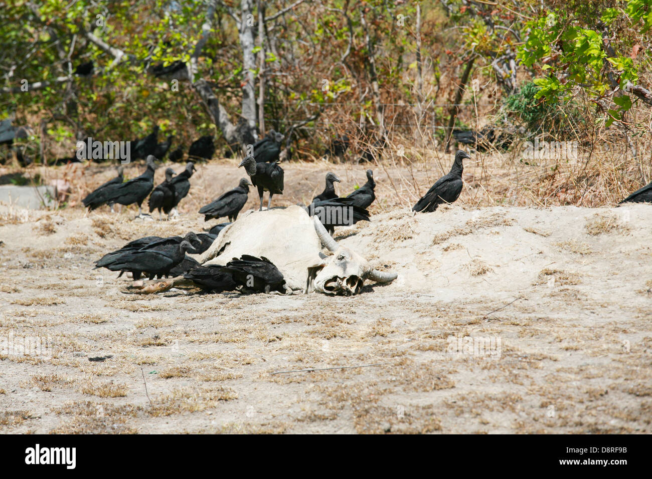 dead cow getting eat by buzzards Stock Photo Alamy