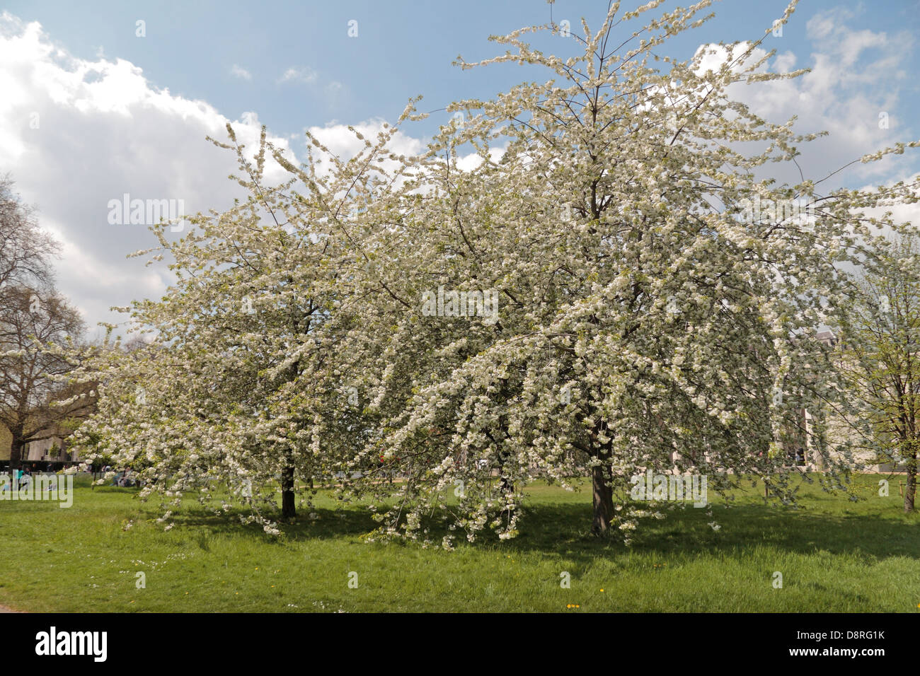 Flowering (Snow Goose Cherry Tree???) trees in Green Park, London, SW7, UK. Stock Photo