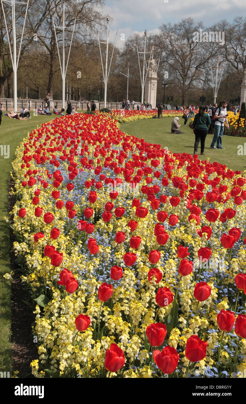Tulips buckingham palace gardens london hires stock photography and