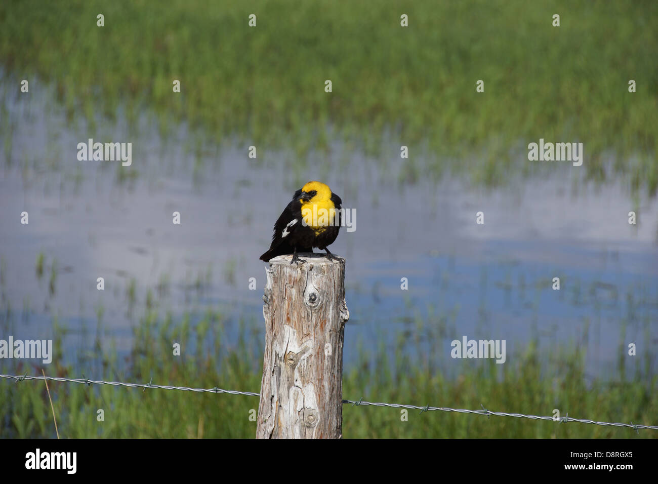 Yellow Headed Blackbird (Xanthoocephalus xanthocephalus) sitting on fence Malheur National Wildlife Refuge, Oregon  Stock Photo