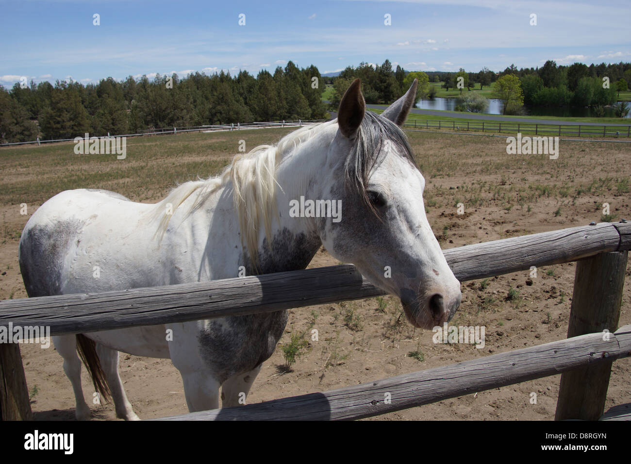 White horse in field, high desert of central Oregon, near Redmond Stock