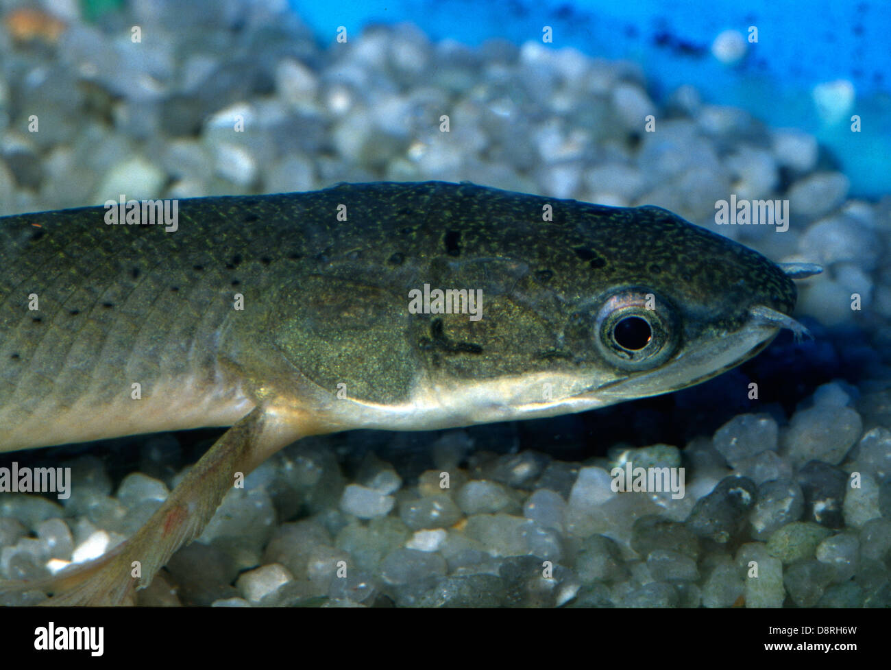 Senegal bichir Polypterus senegalus, Polypteridae, Africa Stock Photo