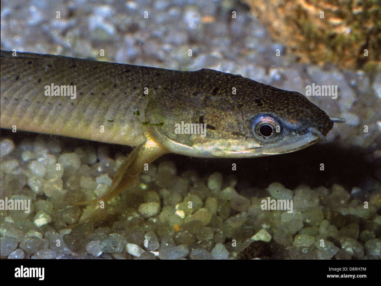 Senegal bichir Polypterus senegalus, Polypteridae, Africa Stock Photo