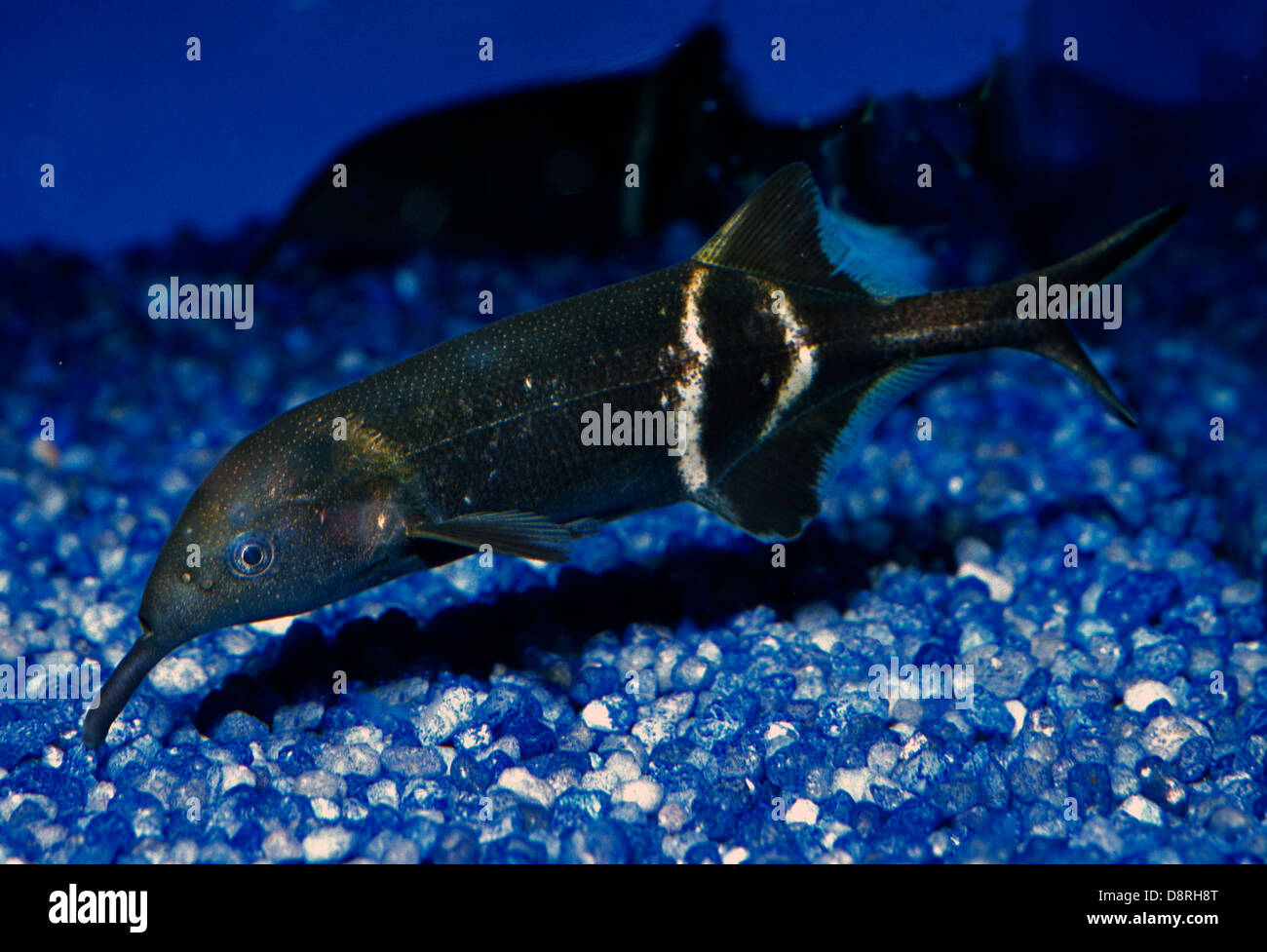 Elephantnose fish Gnathonemus petersii, Mormyridae, Africa Stock Photo