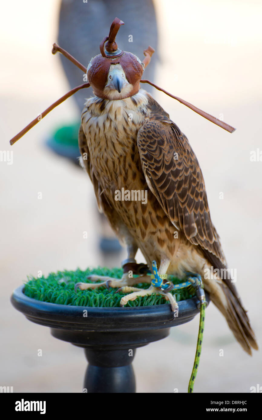 Peregrine falcon wearing leather hood Stock Photo - Alamy