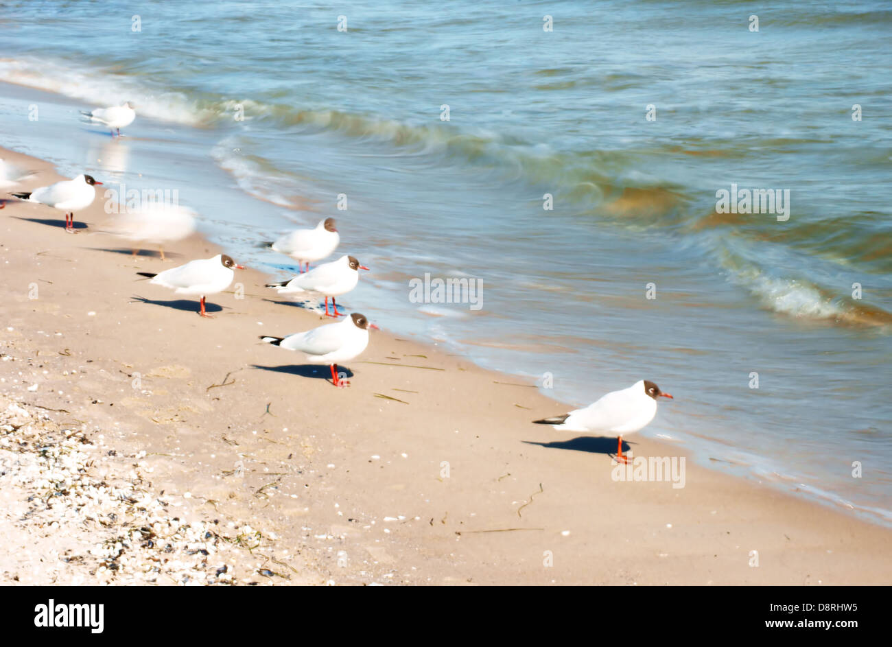 Black-headed Gulls Stock Photo
