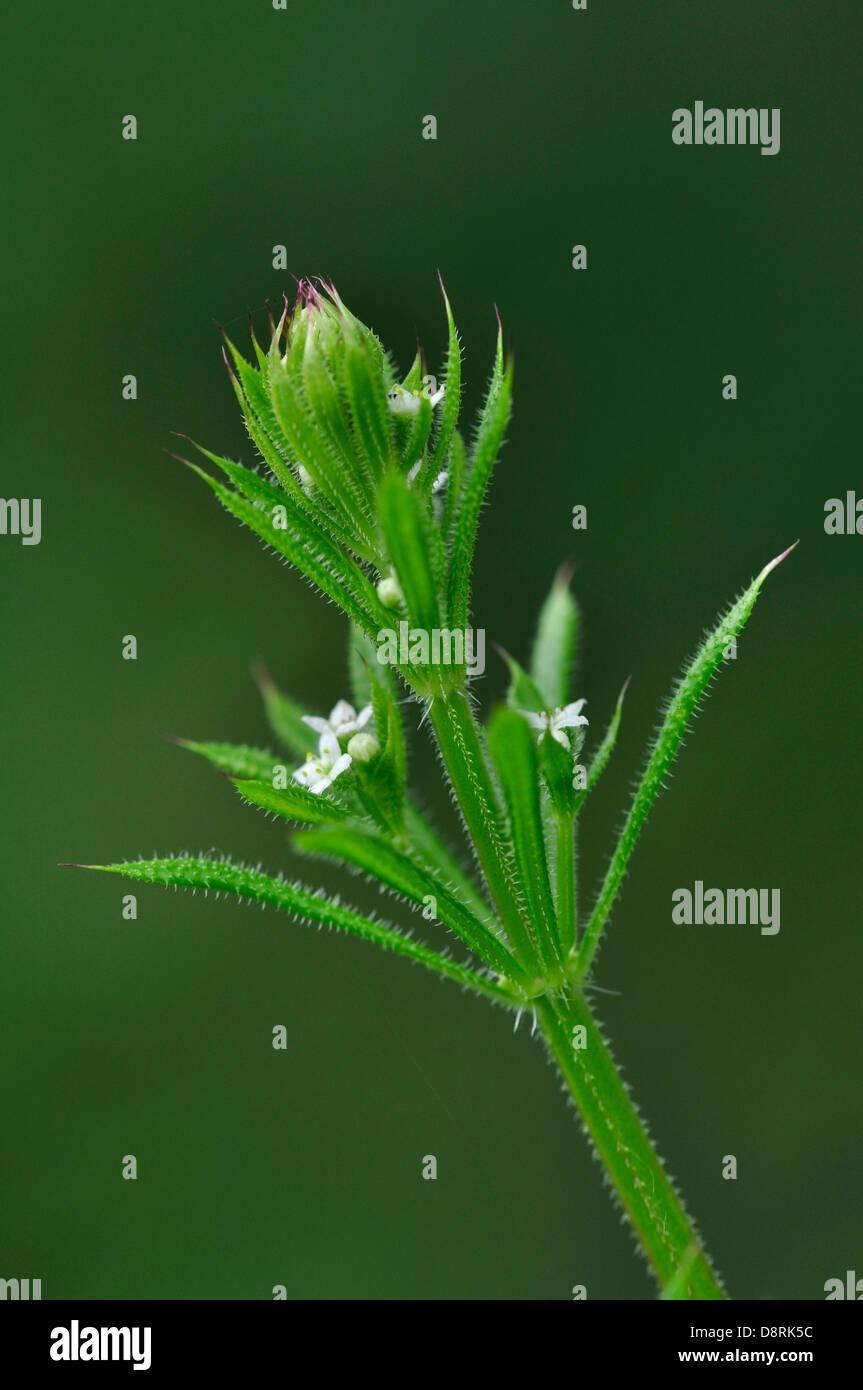 A view of common cleavers  or sticky willy Stock Photo