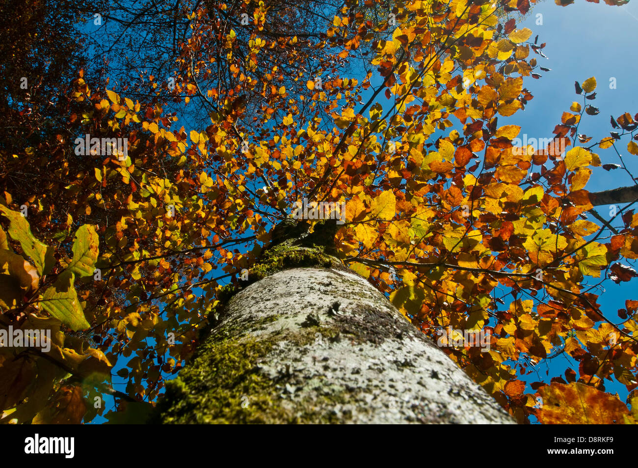 Fall colors from bellow Stock Photo