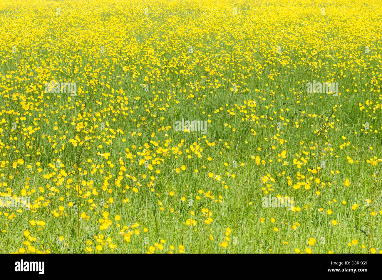 A field of yellow buttercups and other wild flowers Stock Photo - Alamy