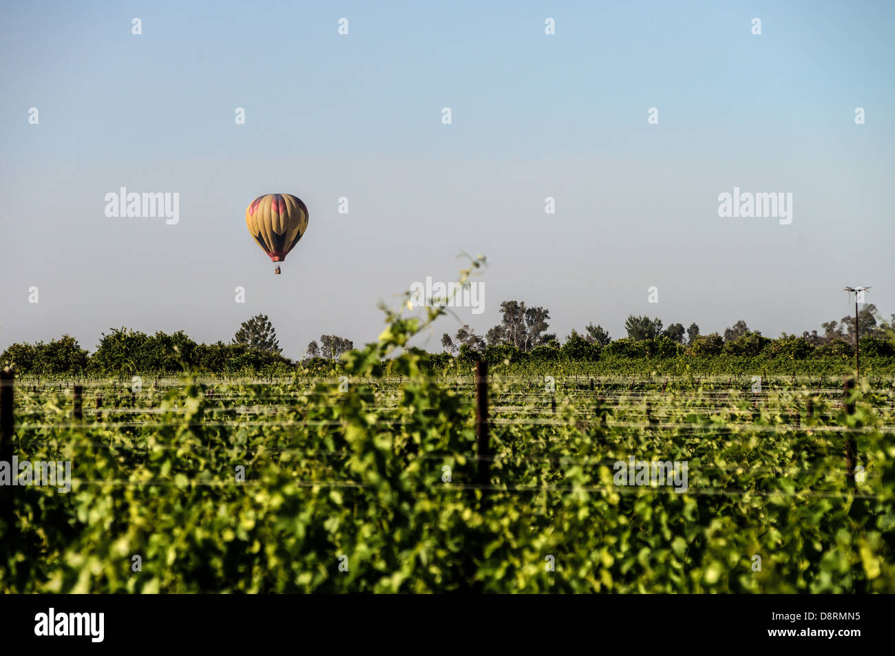 Colorful hot air balloons in flight over wine country at the Temecula