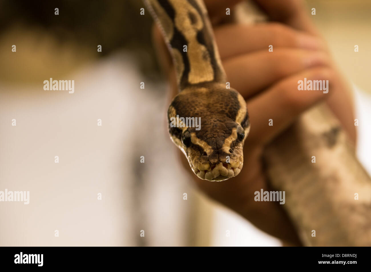 Close up view of pinstripe python snake Stock Photo