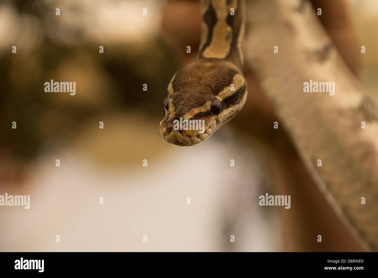 Snake close up view hi-res stock photography and images - Alamy