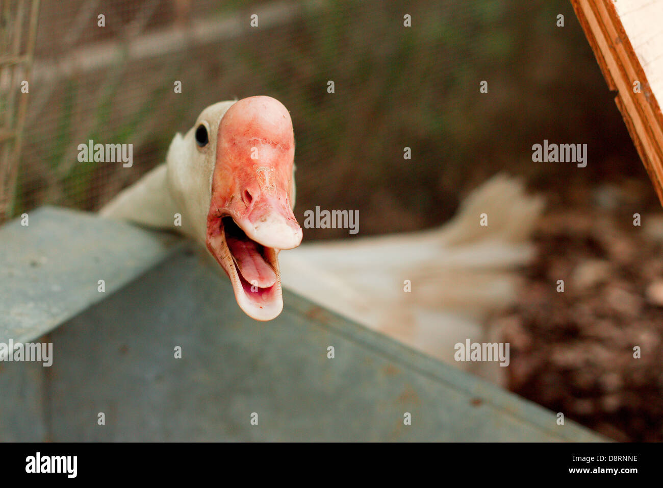 white goose sitting on her nest at a farm. Stock Photo