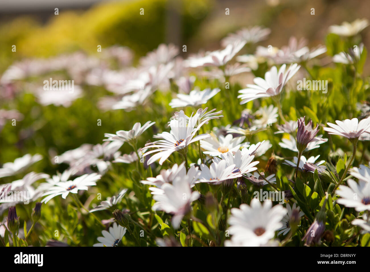 Closeup of wildflowers during springtime in Portugal Stock Photo