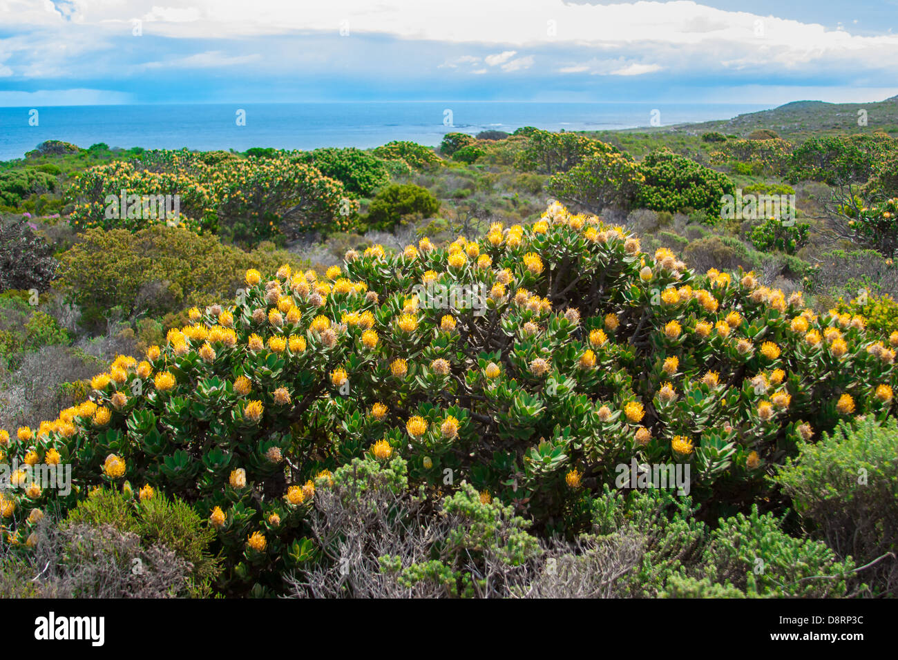 yellow flowers in Cape of Good Hope,Cape Town, UAR Stock Photo