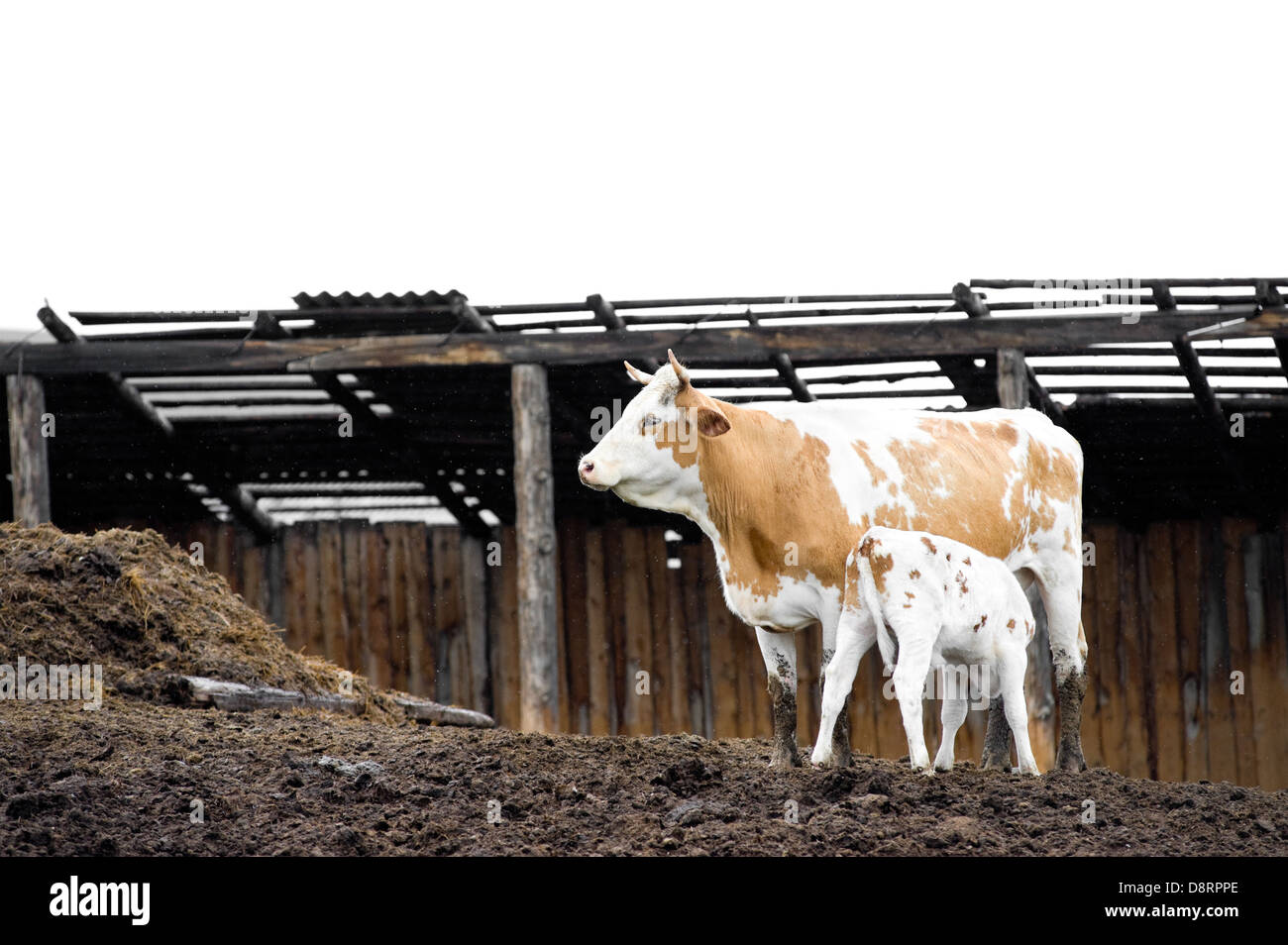 cow and calf Stock Photo - Alamy