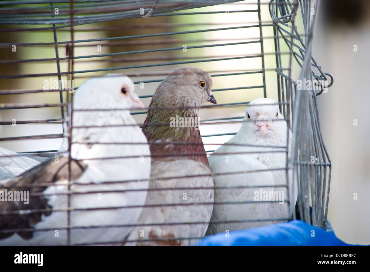 pigeons in cage Stock Photo