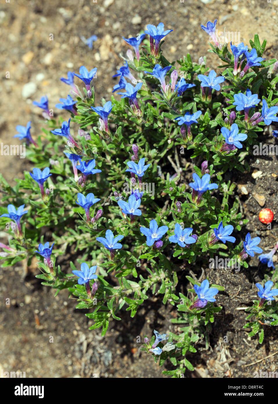Lithodora Diffusa 'heavenly blue' flowers and plant UK Stock Photo