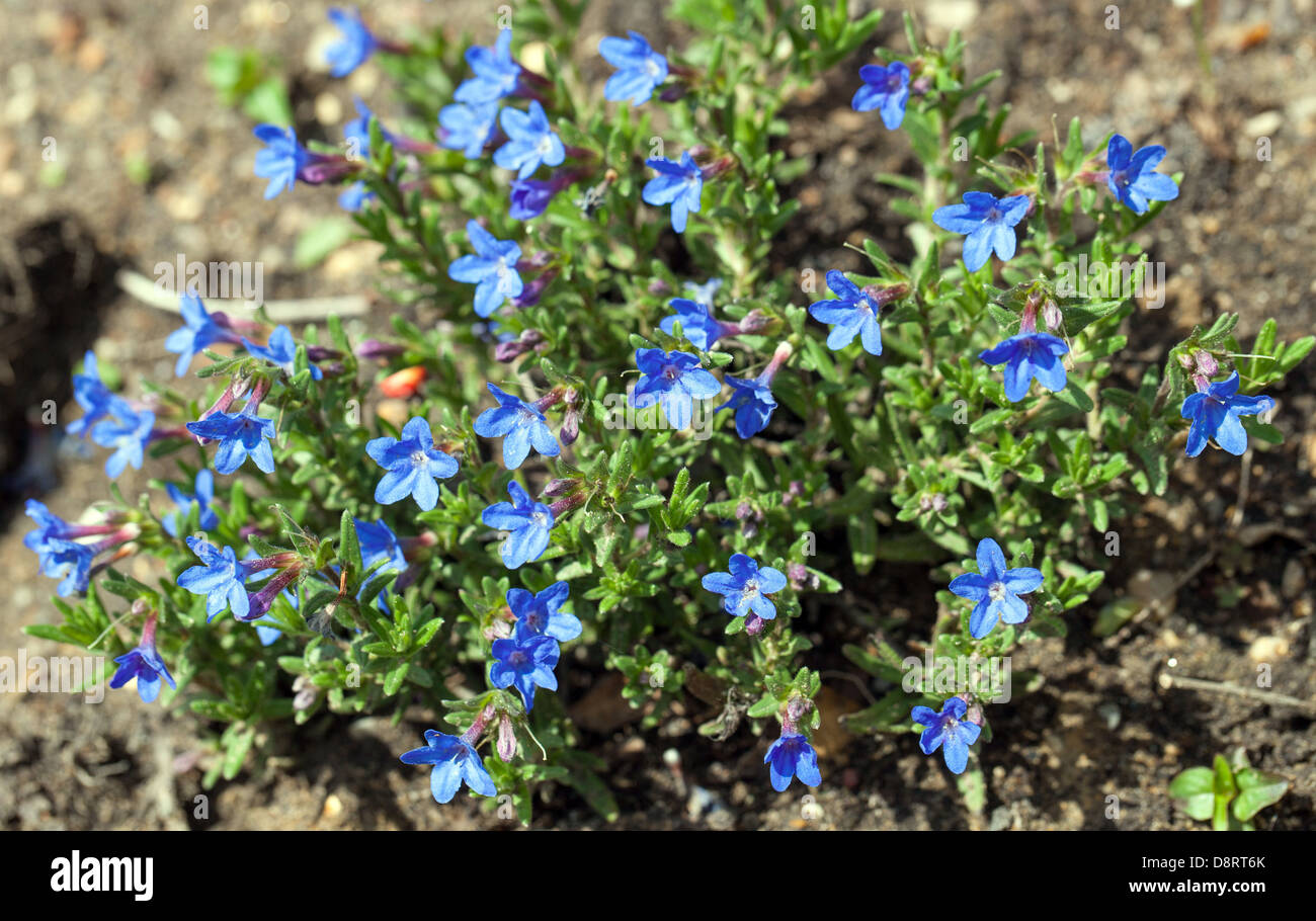 Lithodora Diffusa 'heavenly blue' flowers and plant, England, UK. Stock Photo
