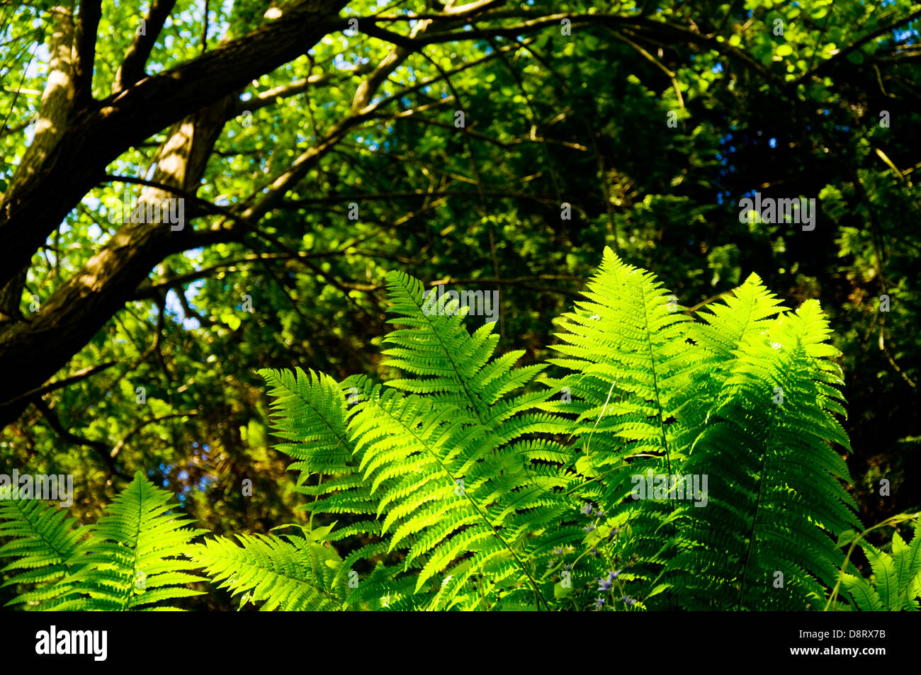 Fern filicopsida ferns flora hi-res stock photography and images - Alamy