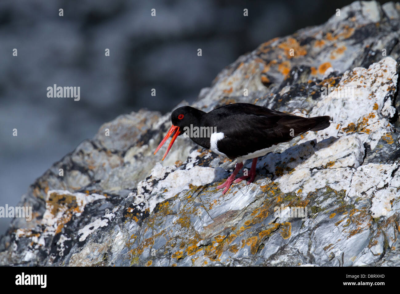 Morecambe bay oyster catcher hires stock photography and images Alamy