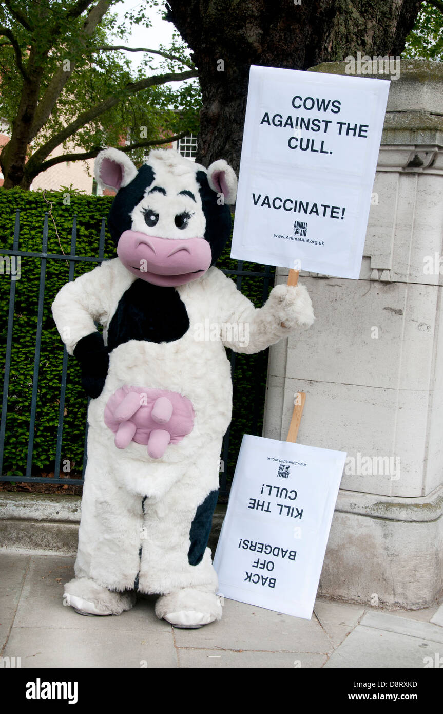 A demonstrator dressed as a cow holds a placard saying 'Cows against the cull. Vaccinate'. Stock Photo