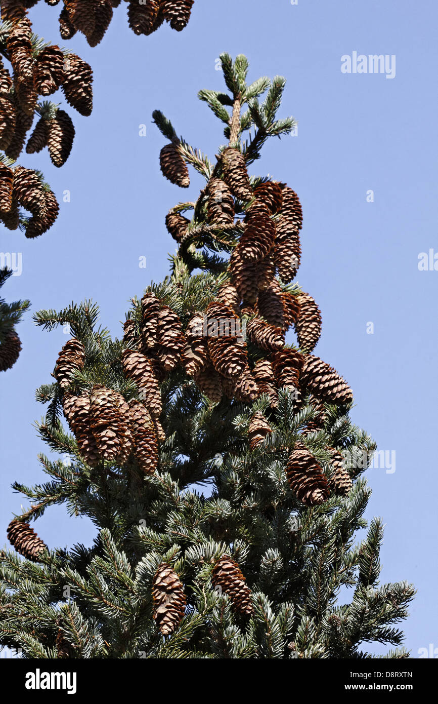Picea yezoenis, Jezo spruce, Yezo spruce Stock Photo