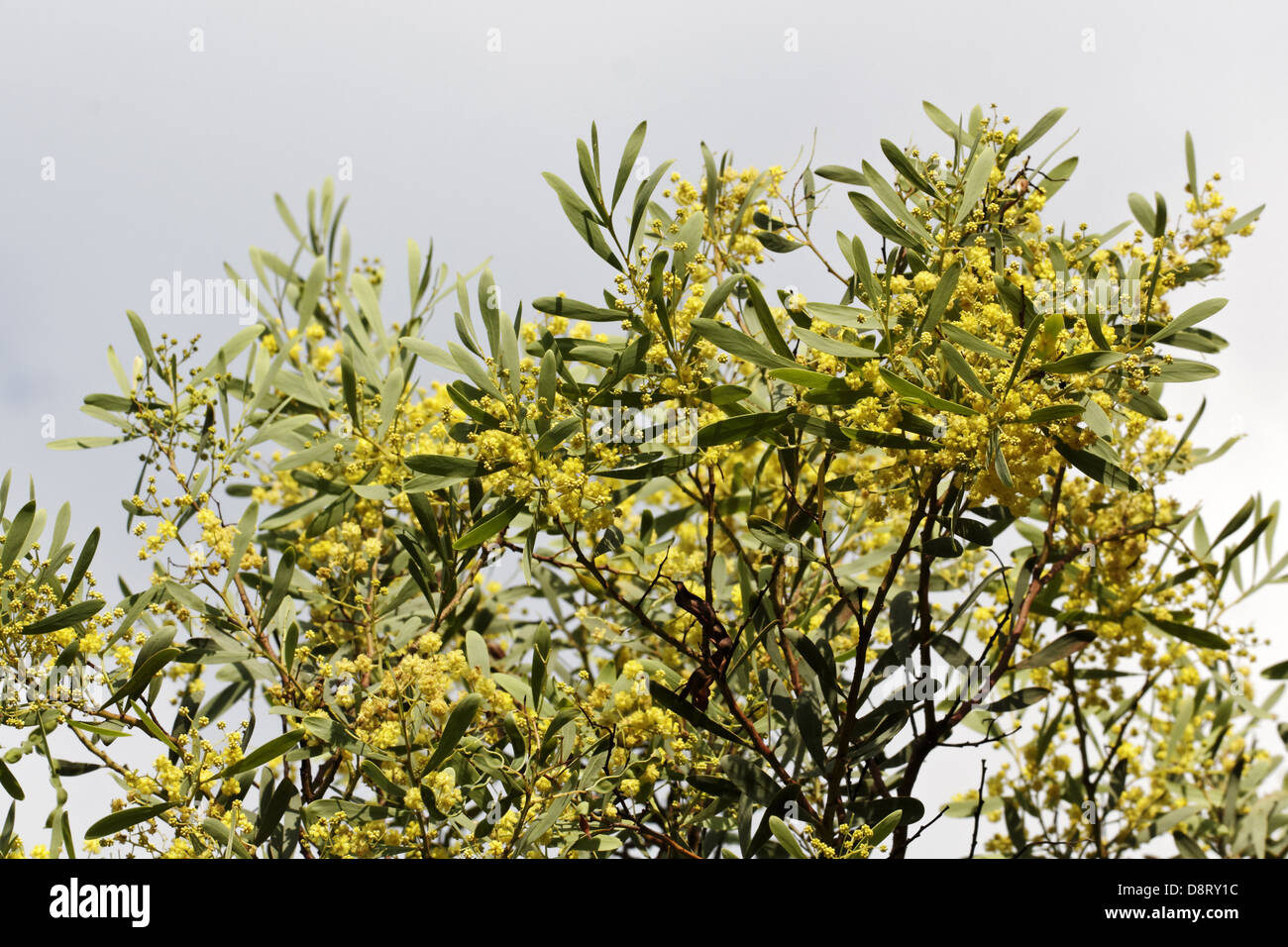 Acacia brachybotrya, Grey Mulga, Grey Wattle Stock Photo