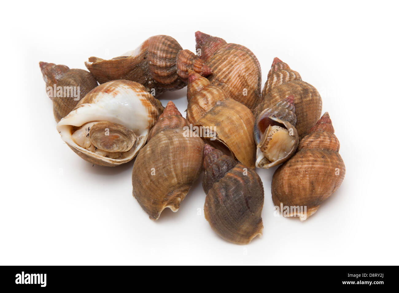Common whelks or sea snails isolated on a white studio background. Stock Photo