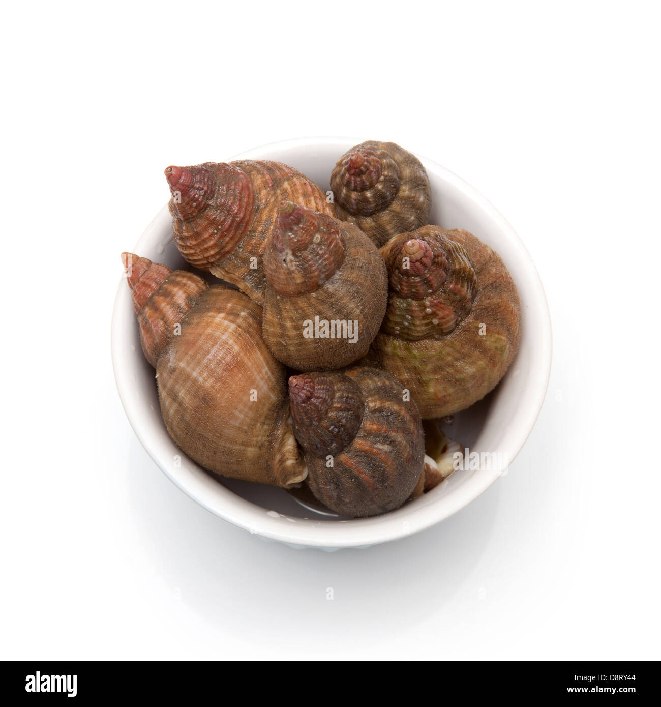 Bowl of raw common whelks or sea snails isolated on a white studio background. Stock Photo