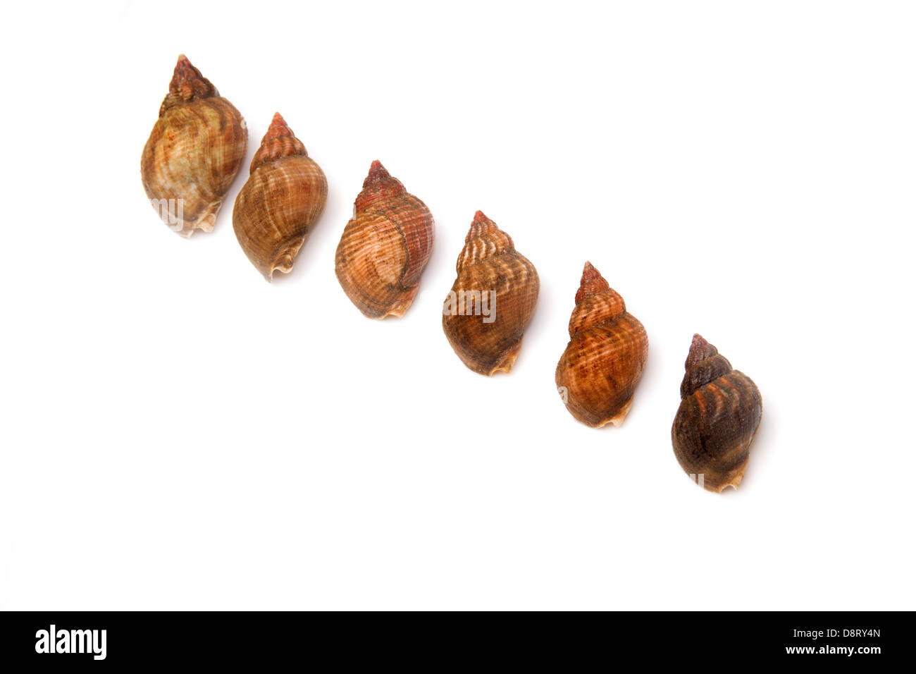 Common whelks or sea snails isolated on a white studio background. Stock Photo
