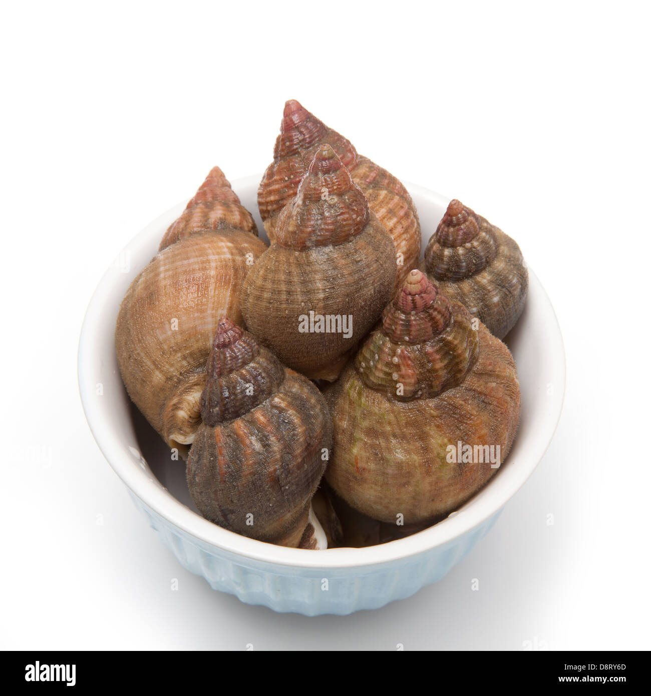 Bowl of raw common whelks or sea snails isolated on a white studio background Stock Photo Alamy