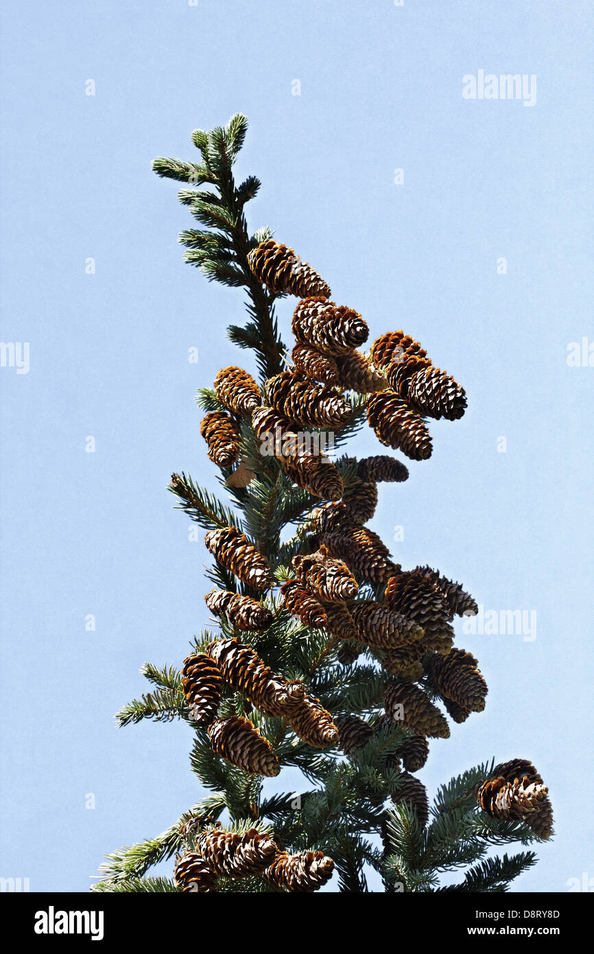Picea jezoensis, Picea yezoenis, Jezo spruce Stock Photo