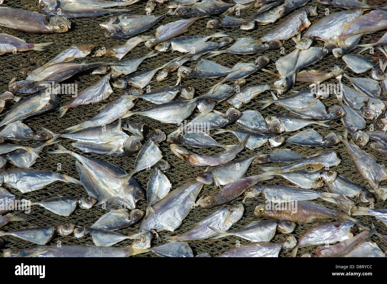 salted fish being process Stock Photo Alamy