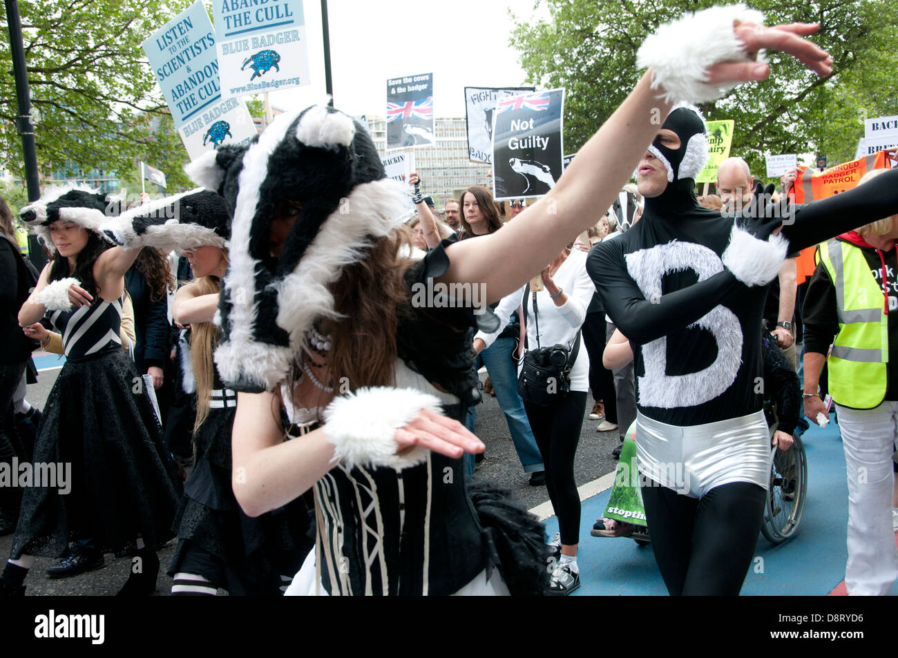 Protest against proposed cull of badgers led by a flashmob of dancers dressed with badger heads Stock Photo